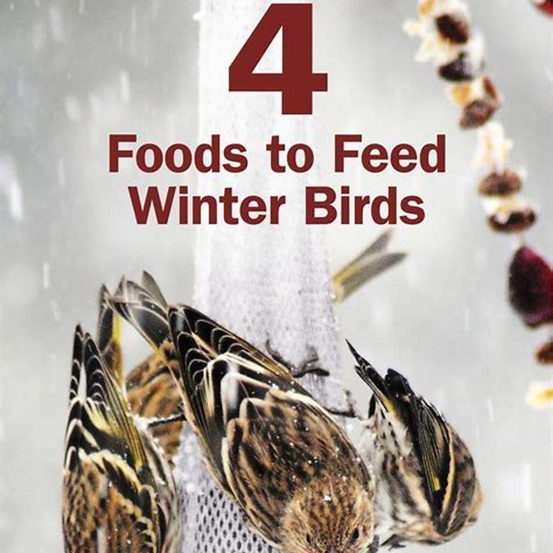 Should you feed birds from your hand? - DIY Seattle