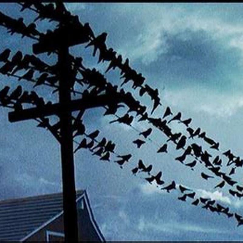Was there a remake of The Birds?