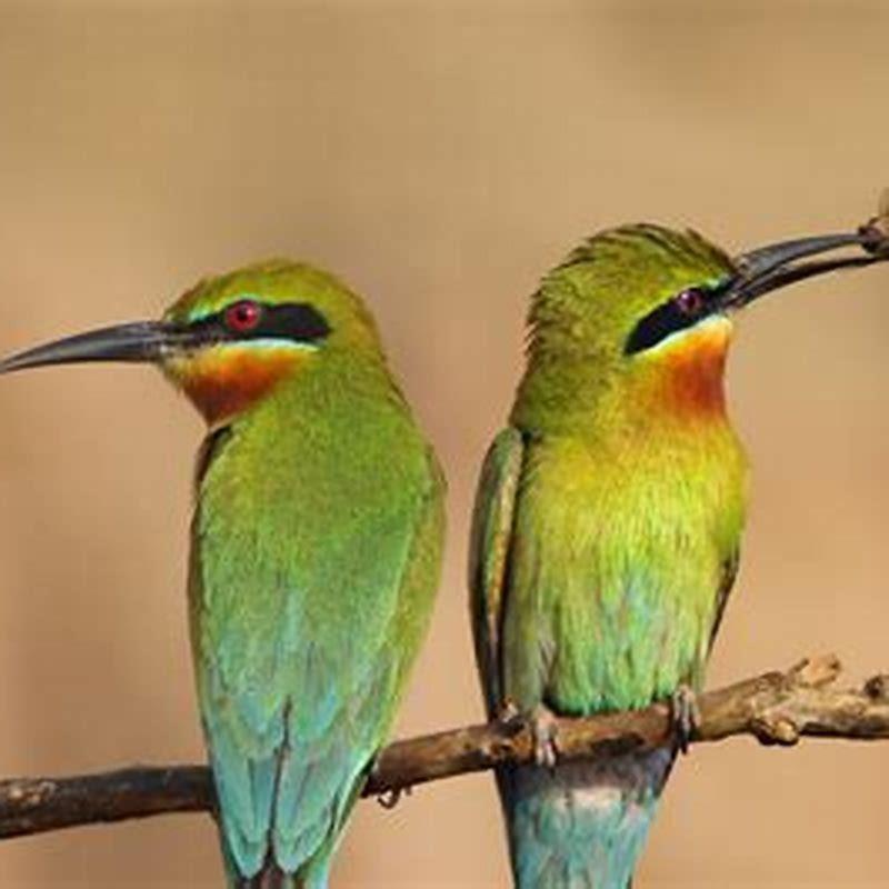 What animal eats a bee eater bird?