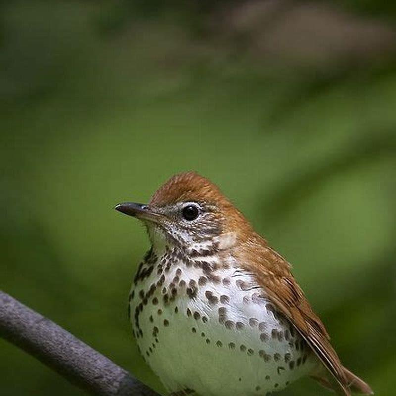 What animal eats a wood thrush?