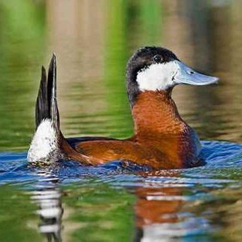 What animal eats Ruddy Duck?