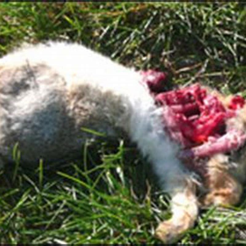 What animal would rip a rabbit’s head off?
