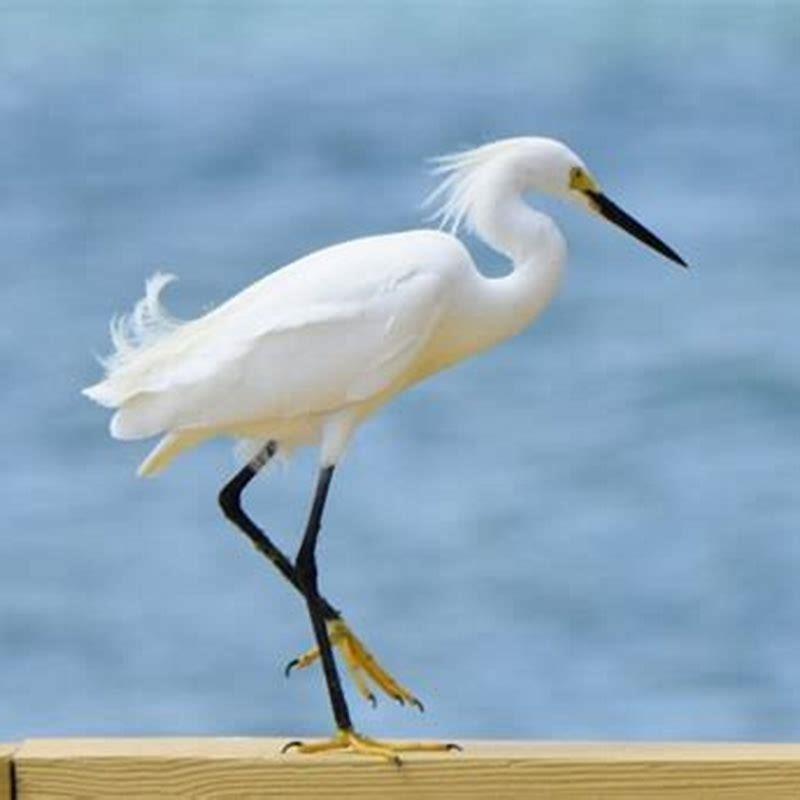 What animals do egrets eat?