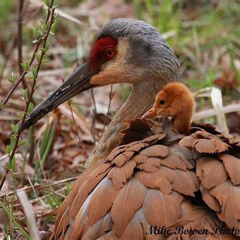 what-animals-do-sandhill-cranes-eat-diy-seattle