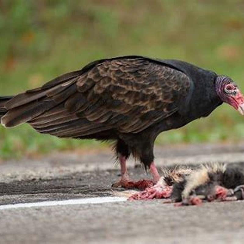 What animals does a turkey vulture eat?