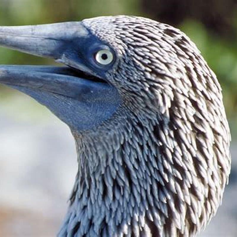 What animals eat blue-footed boobies? - DIY Seattle