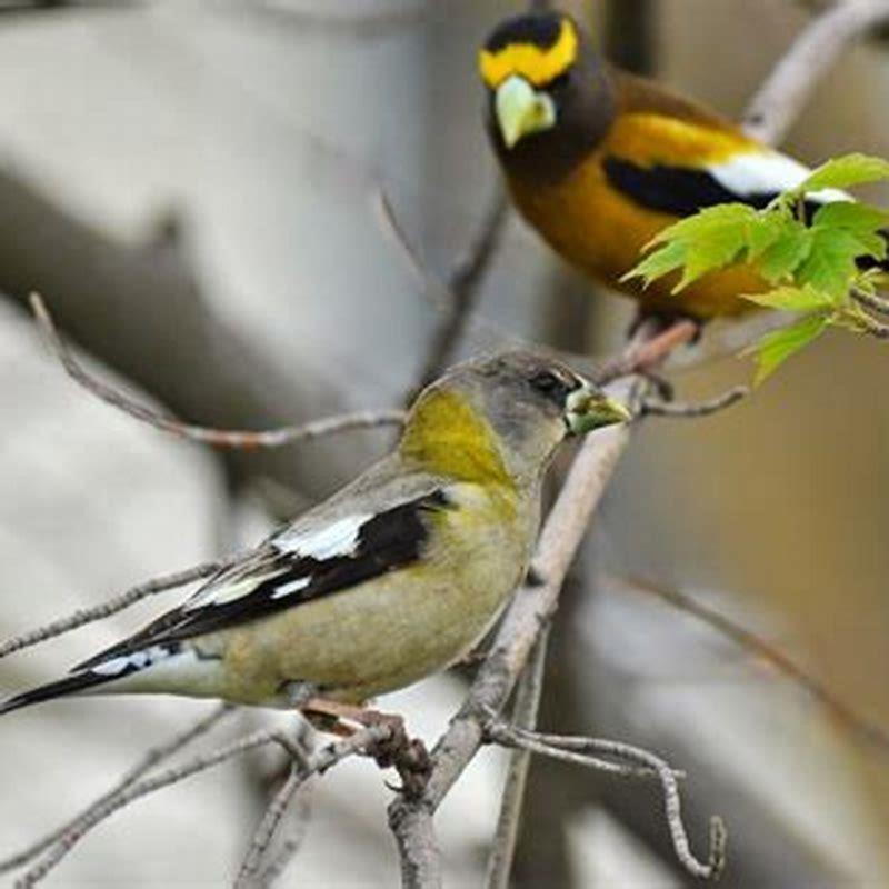 What animals eat grosbeaks?