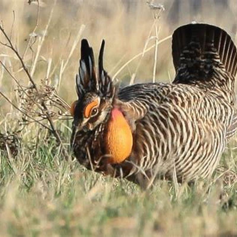 What animals eat prairie chickens? - DIY Seattle