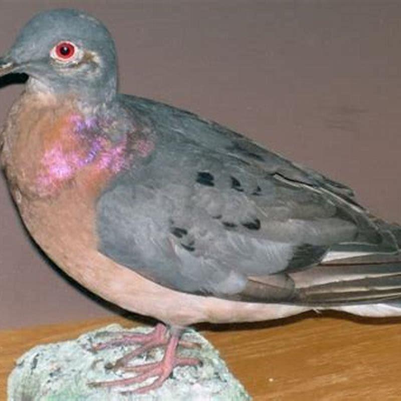 What animals eat the passenger pigeon?