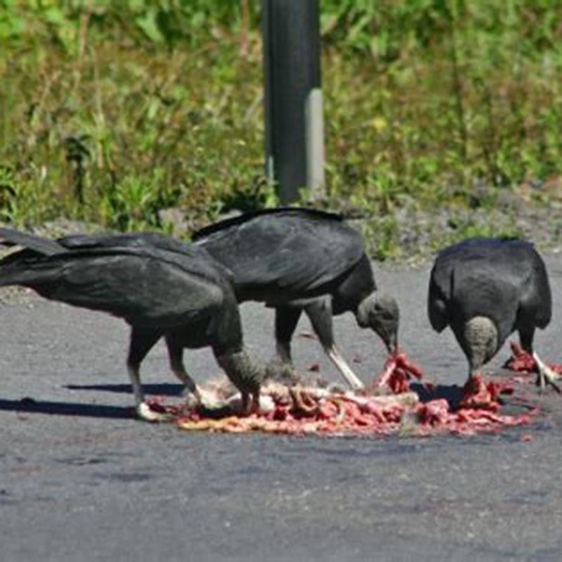 What Animals Will Eat A Dead Bird DIY Seattle