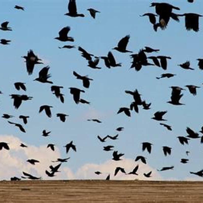 What are all the birds that don’t fly?