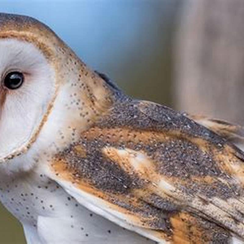 What are Barn Owls Favourite food?