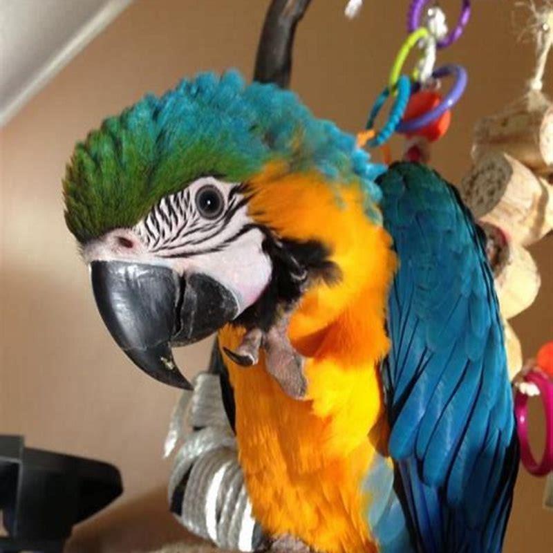 What are blue and gold macaws called? - DIY Seattle