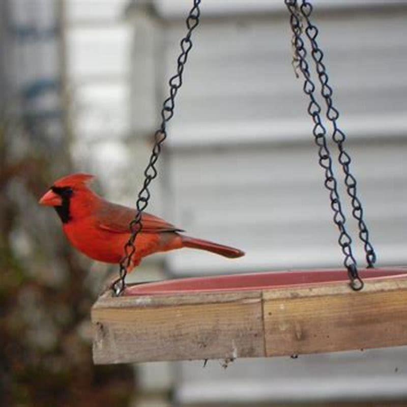 What Birds Are Cardinals Afraid Of