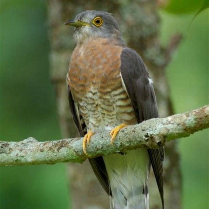 What are cuckoo bird predators?