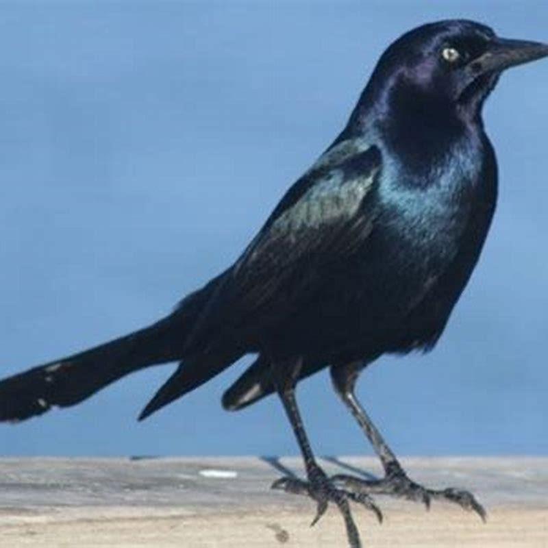 what-are-grackles-favorite-food-diy-seattle