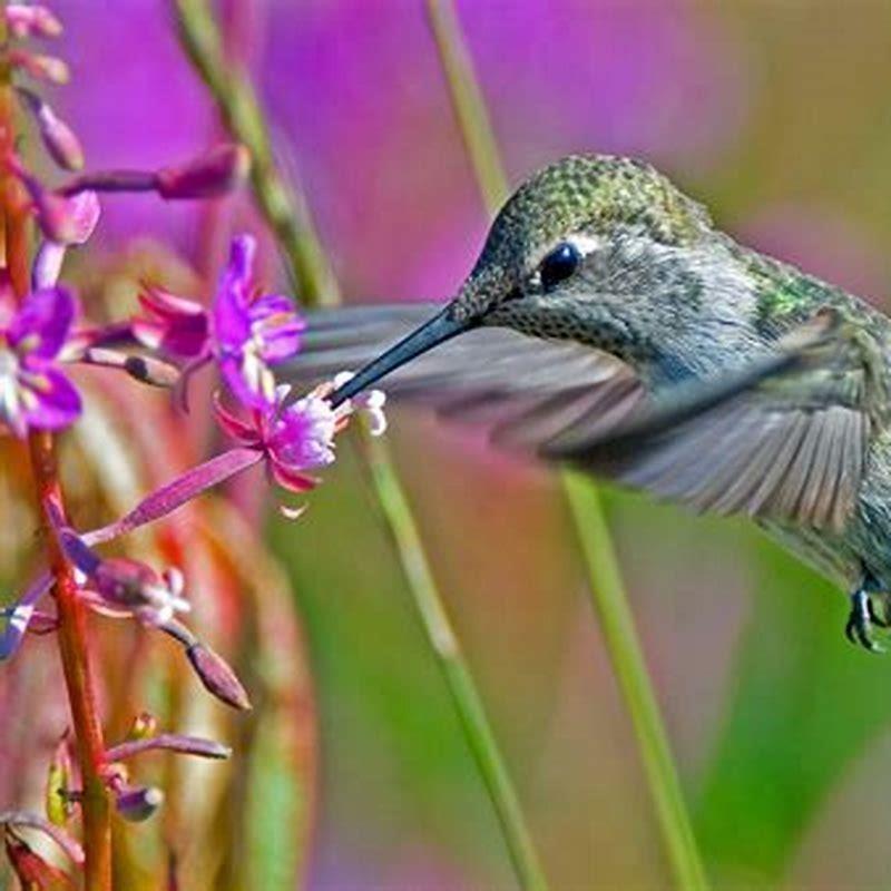 What are hummingbirds afraid of?
