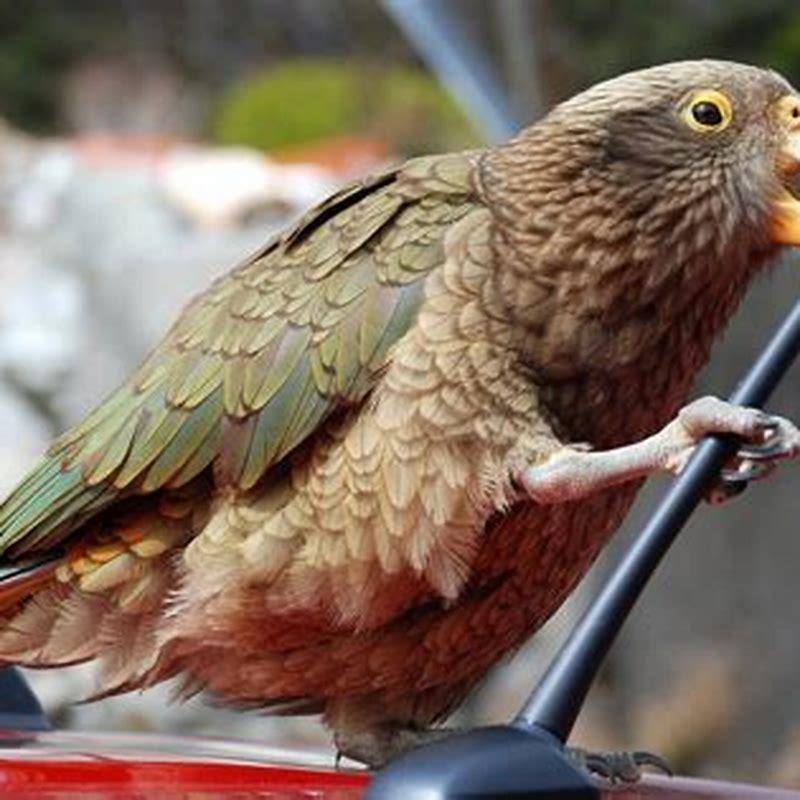 What are kea parrots known for?