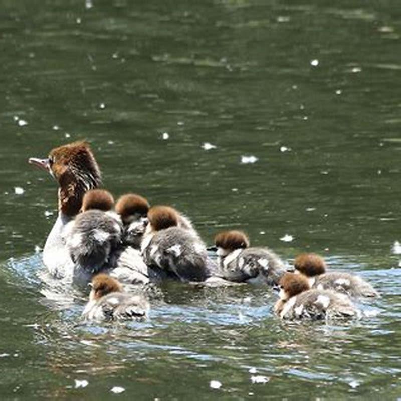 What are merganser babies called?