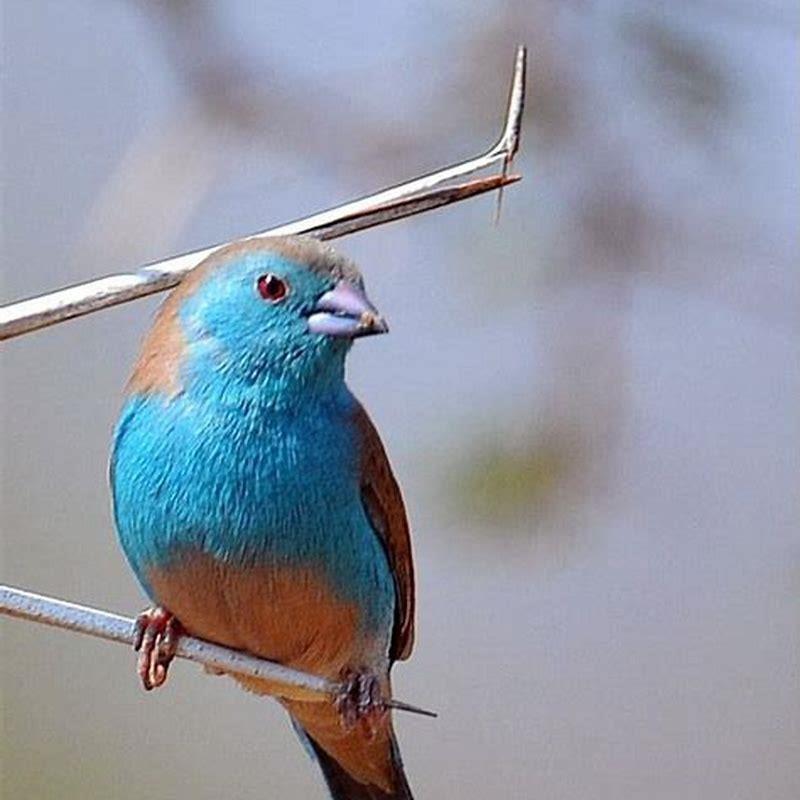 What are small blue birds called?