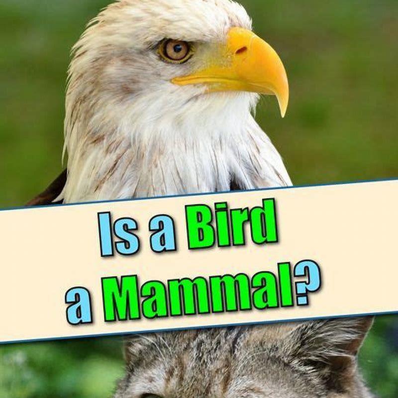 What are some similarities between birds and reptiles? - DIY Seattle