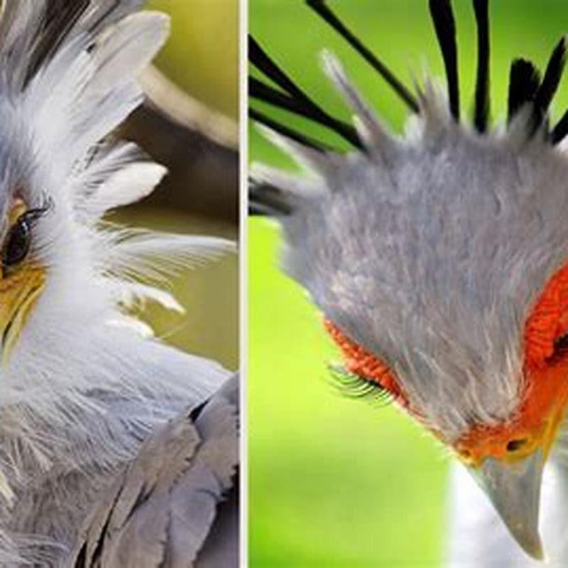 What are some tall birds?