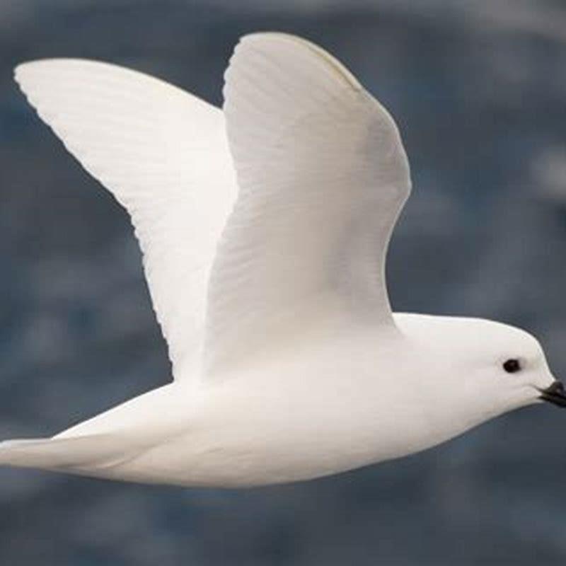 What are some unique birds in Antarctica?