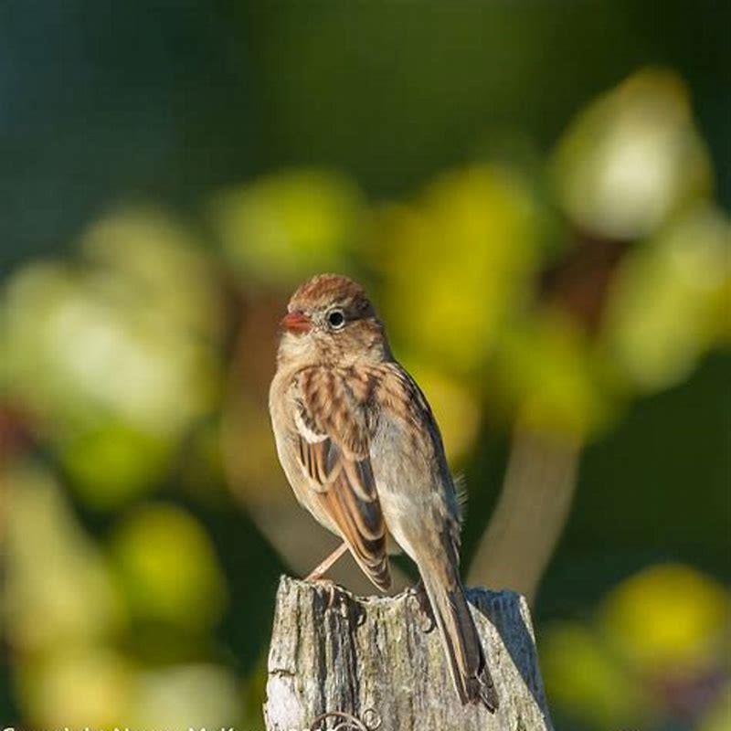 What are the benefits of Sparrows?