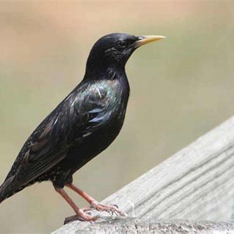 what-are-the-big-black-birds-in-my-yard-diy-seattle