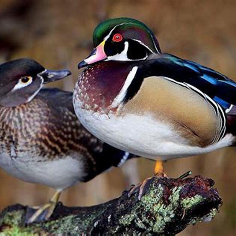 what-are-the-differences-between-fish-and-bird-diy-seattle