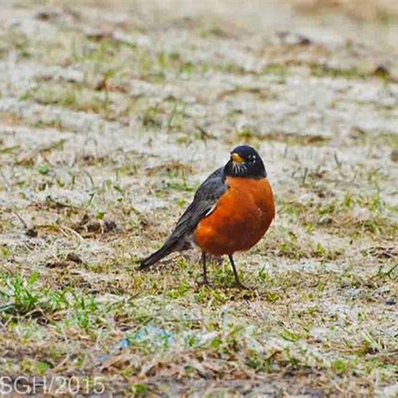 What are the first birds of spring?