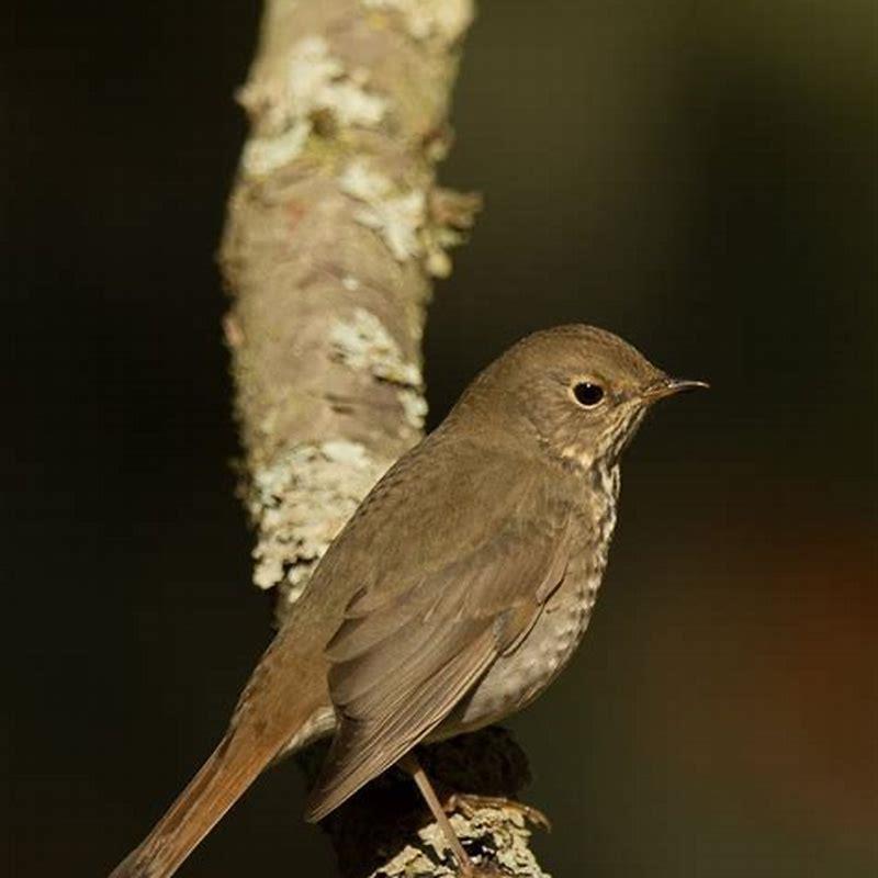 what-are-the-little-brown-birds-in-florida-diy-seattle