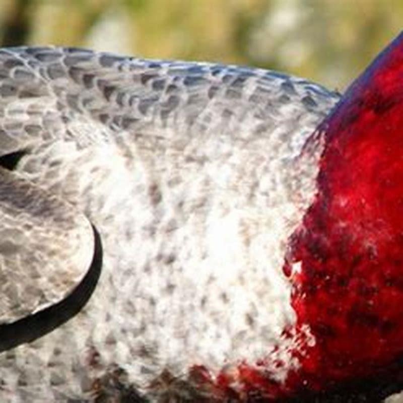 What Are The Most Evil Birds DIY Seattle