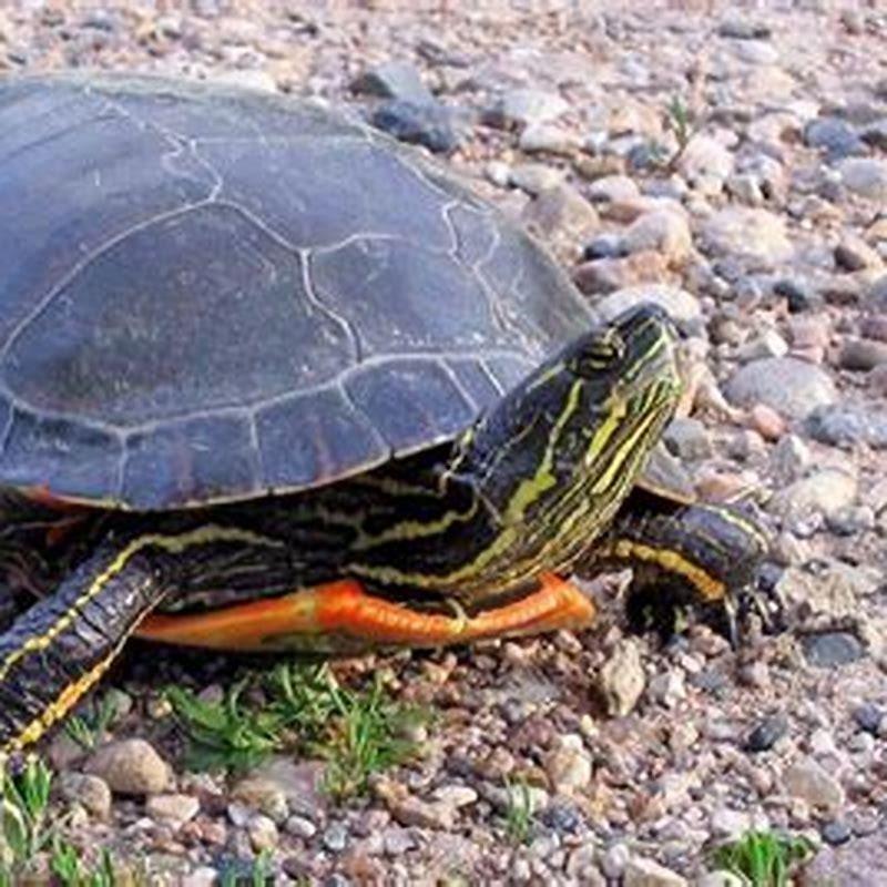 What Are Turtles Most Known For