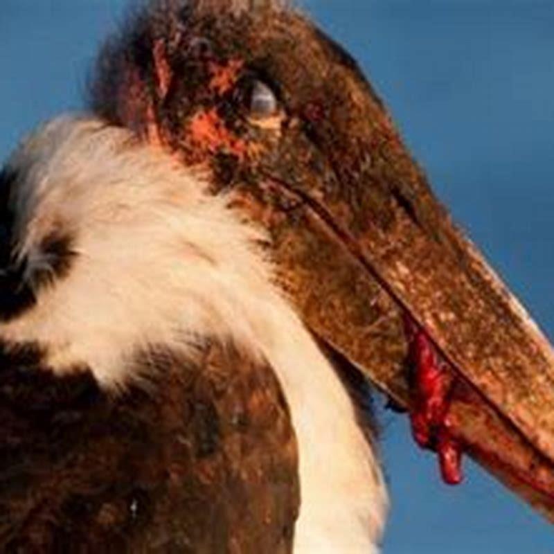 What are wild birds scared of?