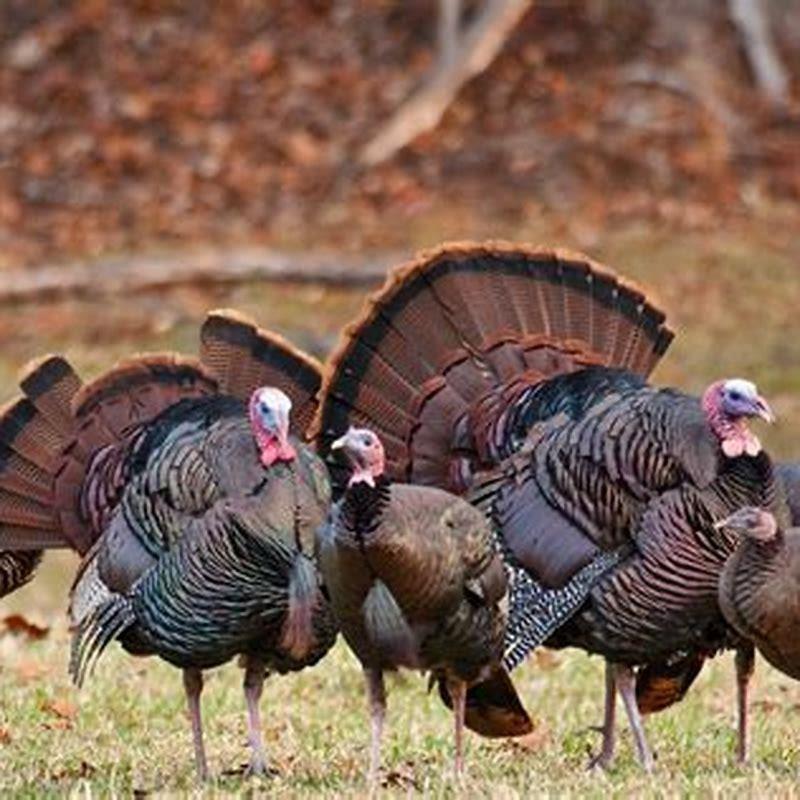 what-are-wild-turkeys-known-for-diy-seattle