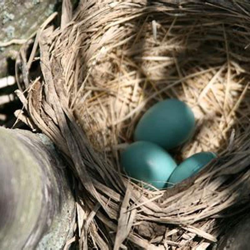 What big birds lay blue eggs?
