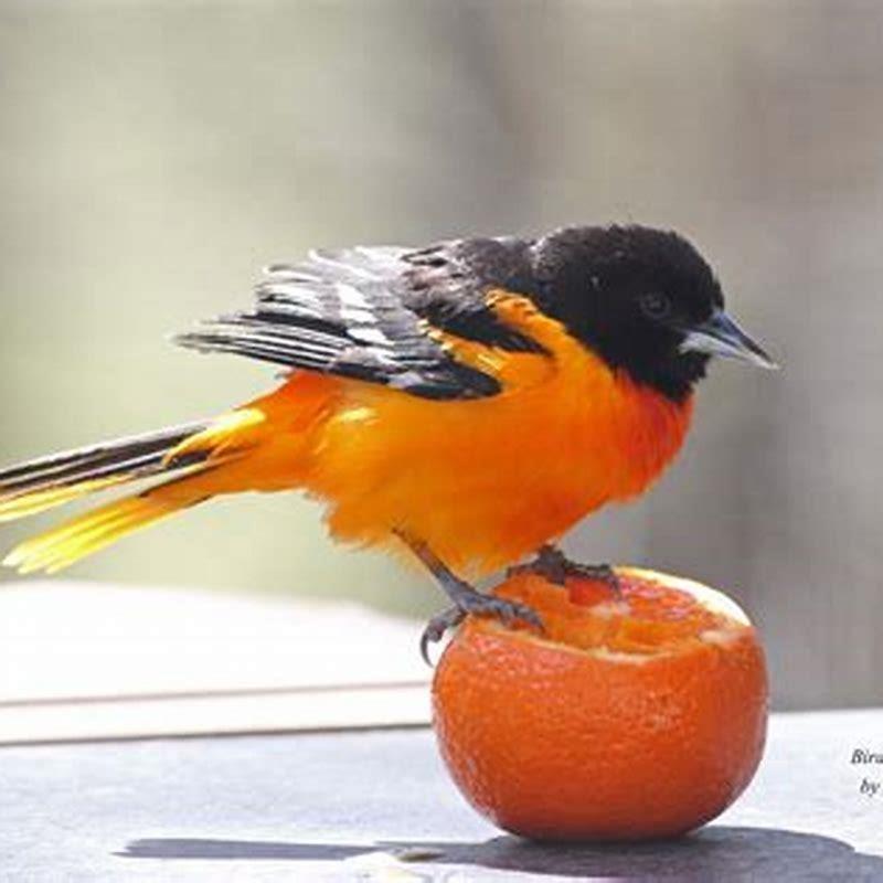 what-bird-attracts-to-orange-diy-seattle