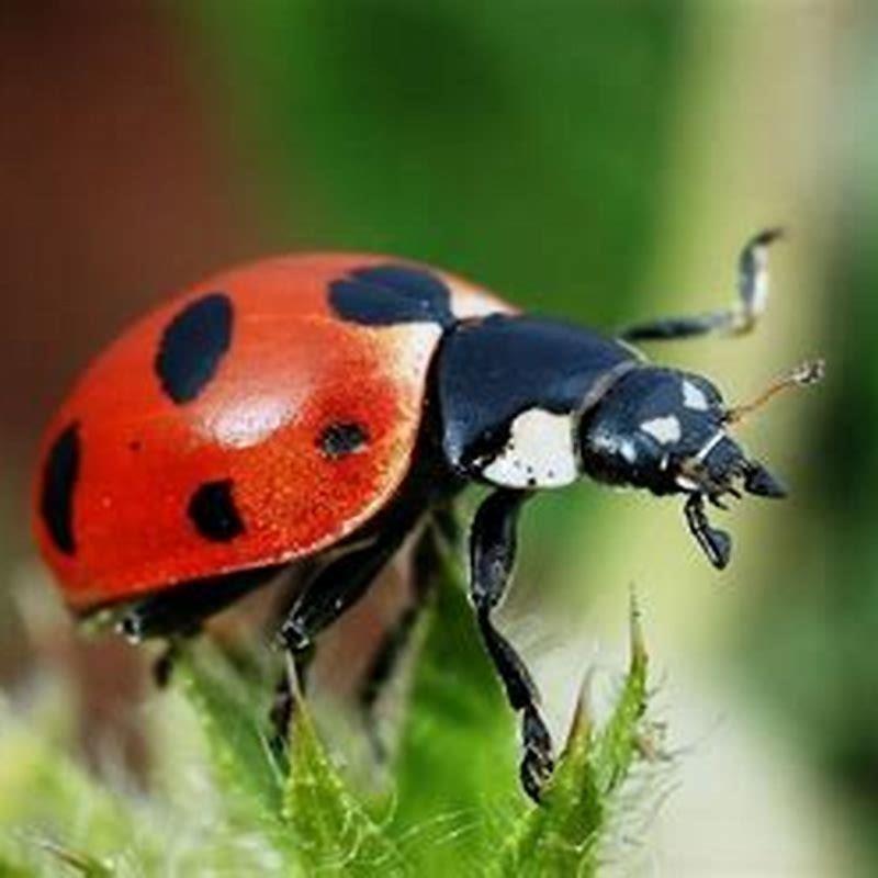 what-bird-eats-ladybugs-diy-seattle