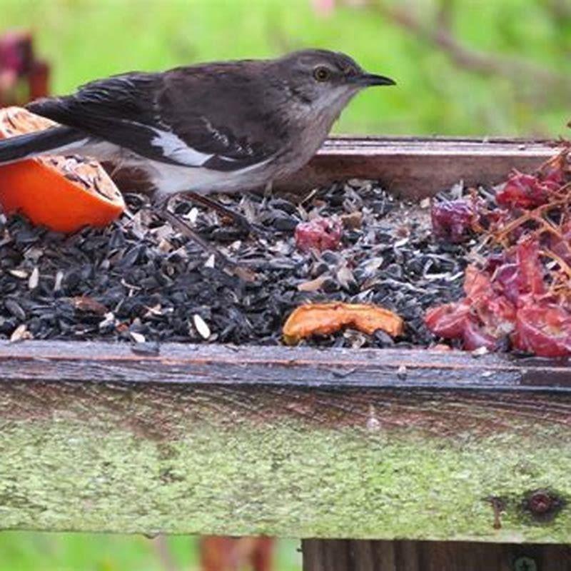 what-bird-food-attracts-the-most-birds-diy-seattle