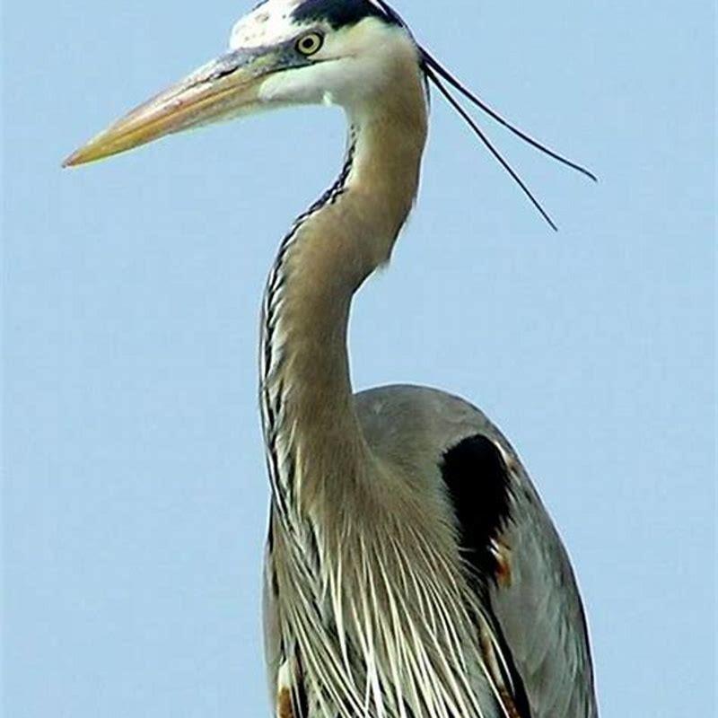 What bird has long legs and a long beak?