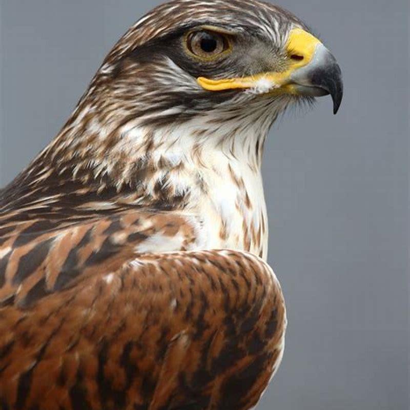 What bird is mistaken for an eagle?