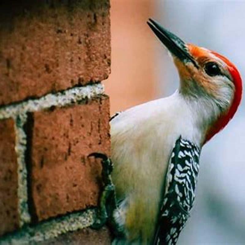 What bird is pecking on my house? - DIY Seattle