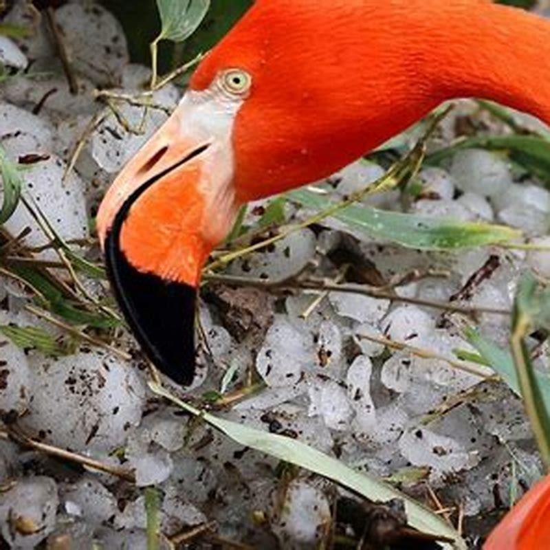 What bird kills flamingos?