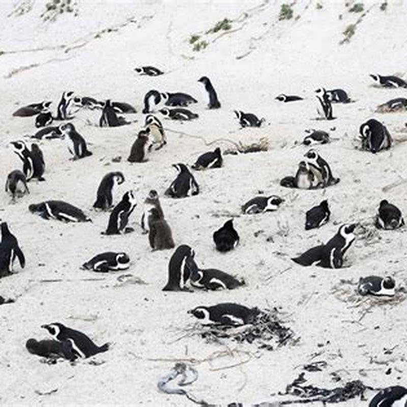 What bird kills penguins?