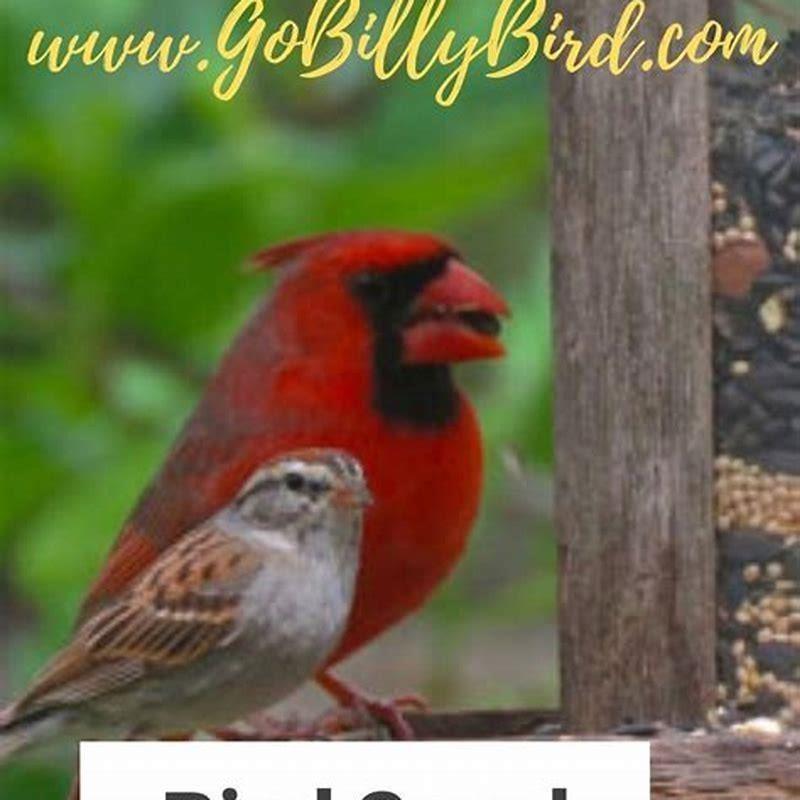 What bird seed attracts the most birds? - DIY Seattle