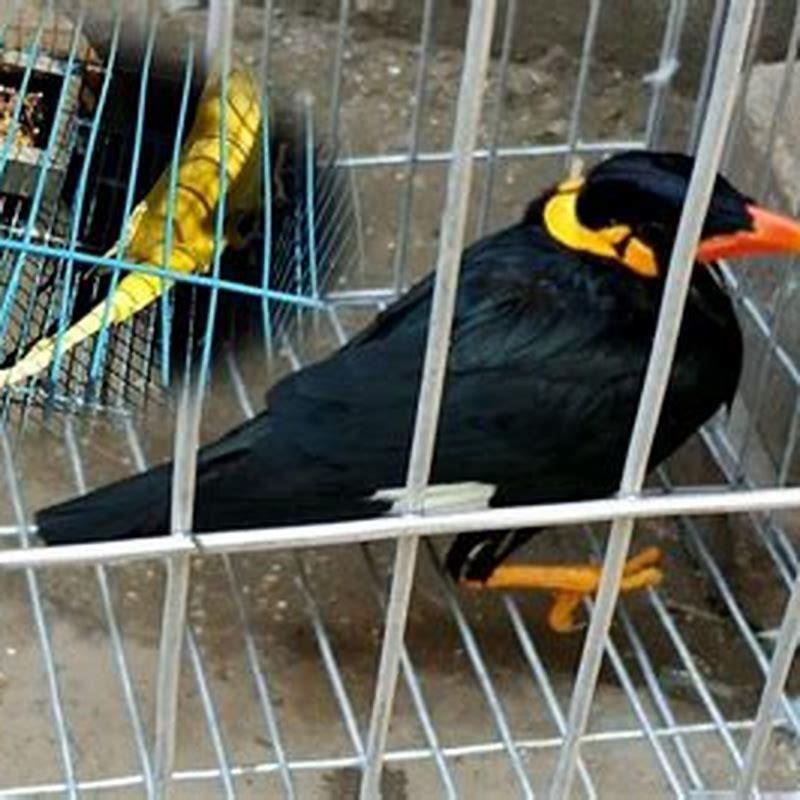 What birds are illegal to own in us?
