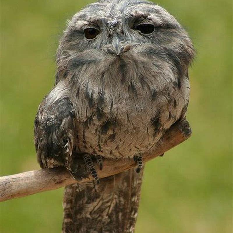 What birds are mistaken for owls?