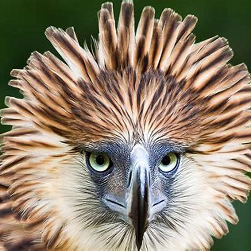 What birds are on the endangered list?