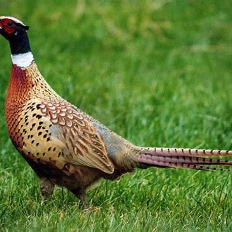 What birds can be hunted in UK?